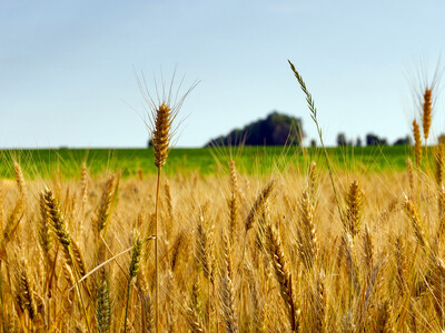 South Africa and Nigeria Good Markets for U.S. Wheat
