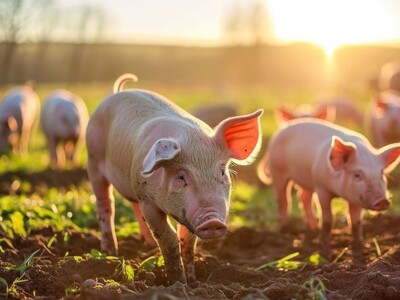 National Pork Producers Council on Prop 12