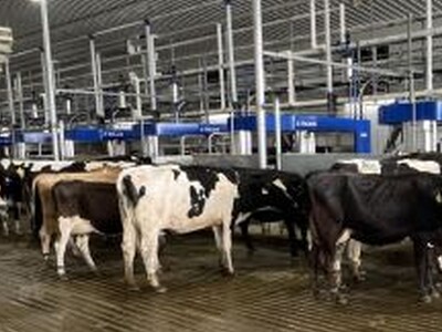 Part 1: DeLaval Releases VMS Batch Milking Technology