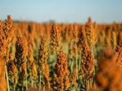 2024 is Expected to Be A Good Year for the US Sorghum Crop