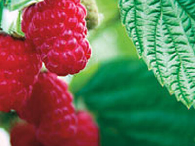 Raspberry Marketing Pt 1