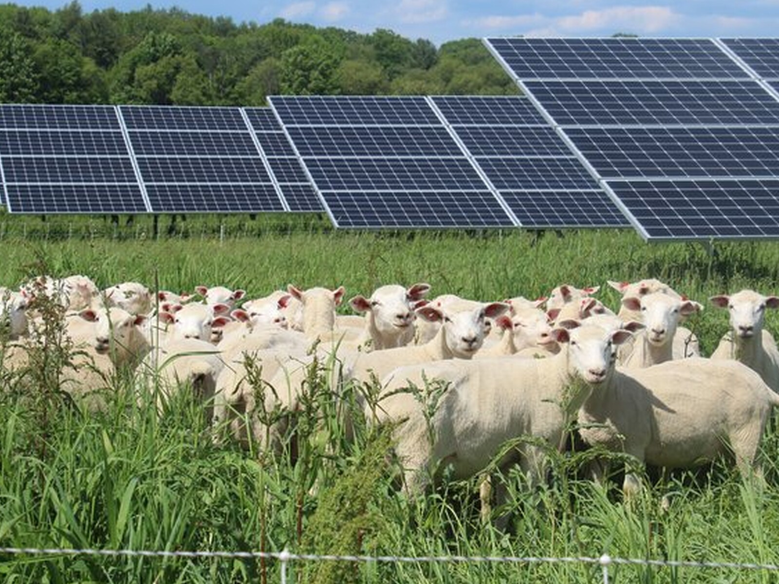Farmers Get Good Money for Leasing to Solar Companies