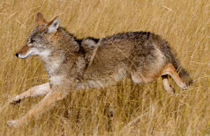 Coyote