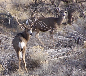4pt buck 