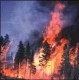 On the Fire Watch