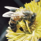 Farmers Helping Honey Bees