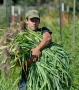 Is Agriculture a Useless Degree?