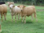  Grass Fed Beef Not Better For Environment 