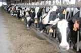 Northwest Producer Contender For NCBA Stewardship Award