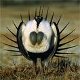 Sage Grouse Vote